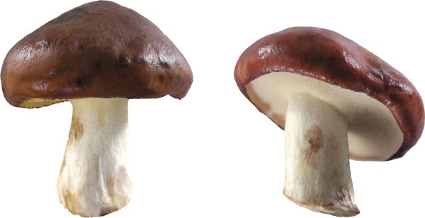 蘑菇PNG免抠图透明素材 普贤居素材编号:3201