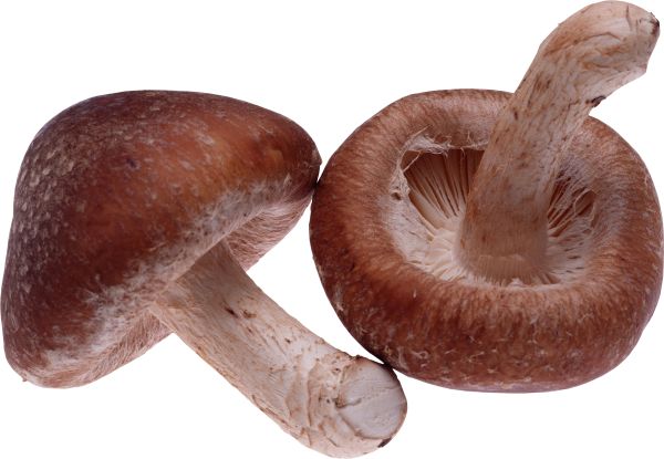 蘑菇PNG免抠图透明素材 16设计网编号:3204