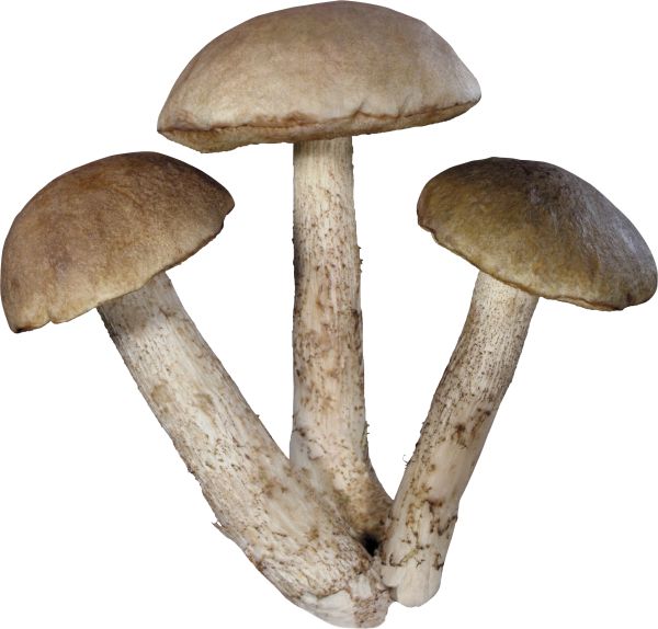 蘑菇PNG透明背景免抠图元素 16图库网编号:3205