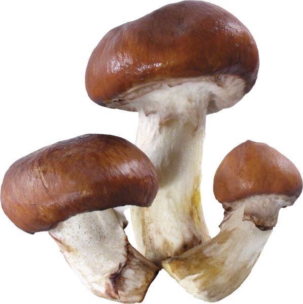 蘑菇PNG透明背景免抠图元素 16图库