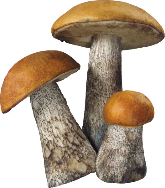 蘑菇PNG免抠图透明素材 16设计网编号:3214