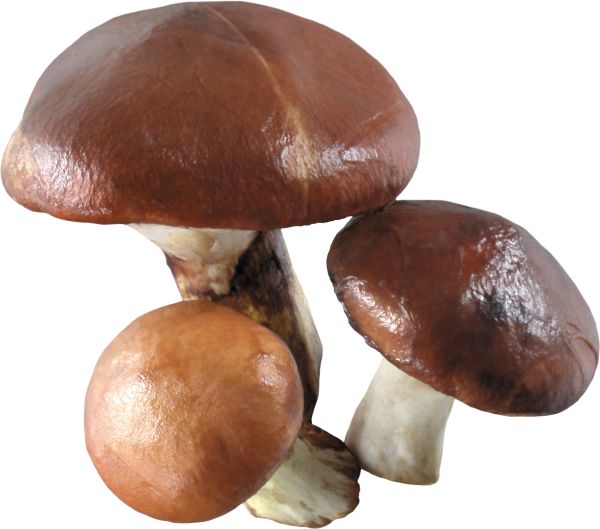 蘑菇PNG免抠图透明素材 16设计网编号:3215