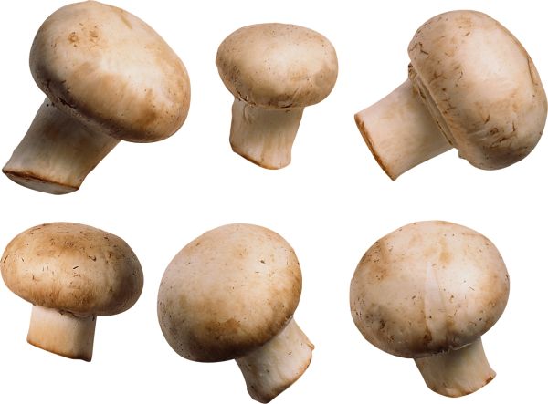 蘑菇PNG透明背景免抠图元素 16图库网编号:3216
