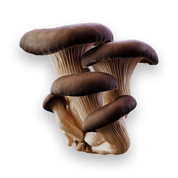 蘑菇PNG透明元素免抠图素材 16素材网编号:3224