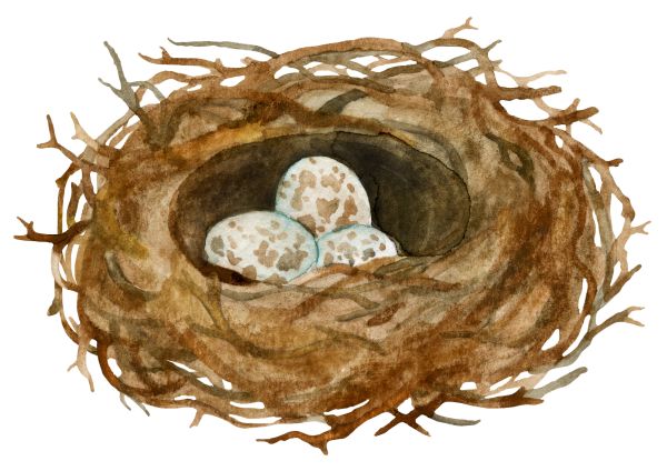 Nest PNG免抠图透明素材 16设计网编号:67236