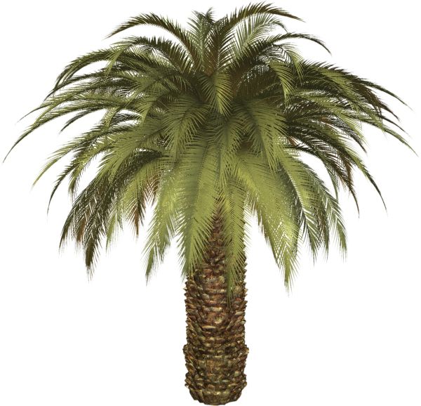 棕榈树 PNG免抠图透明素材 普贤居素材编号:2490