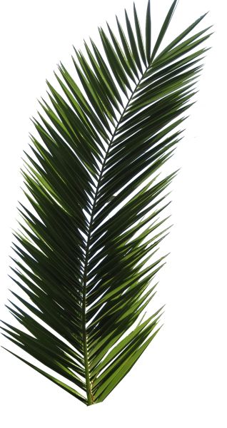 棕榈树 PNG透明背景免抠图元素 素材中国编号:2499