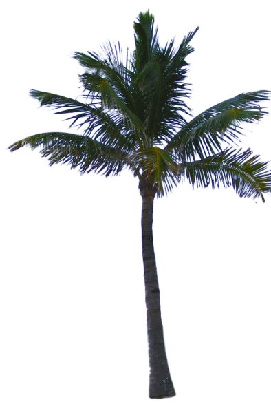棕榈树 PNG透明背景免抠图元素 素材中国编号:2501