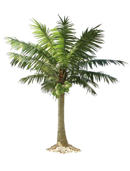棕榈树 PNG免抠图透明素材 普贤居素材编号:2502