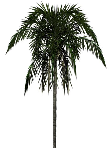棕榈树 PNG透明背景免抠图元素 素材中国编号:2503