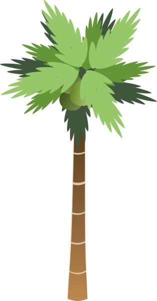 棕榈树 PNG透明背景免抠图元素 16图库网编号:2506