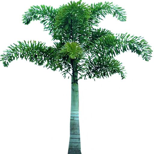棕榈树 PNG透明背景免抠图元素 16图库网编号:2507