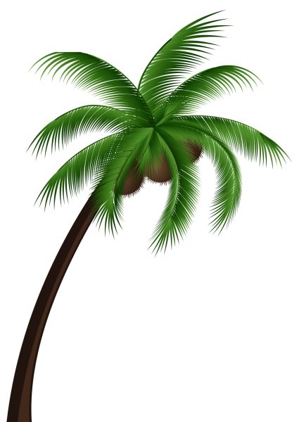 棕榈树 PNG透明背景免抠图元素 素材中国编号:93256