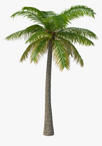 棕榈树 PNG免抠图透明素材 普贤居素材编号:93258