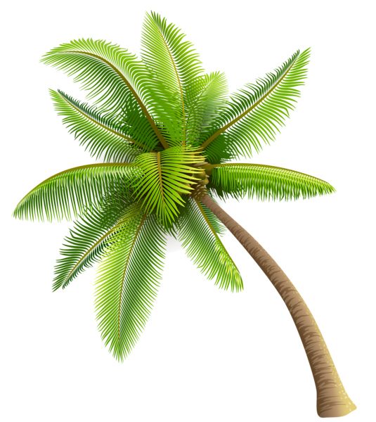 棕榈树 PNG透明背景免抠图元素 16图库网编号:93268