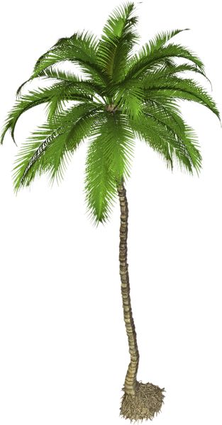 棕榈树 PNG透明背景免抠图元素 16图库网编号:93311