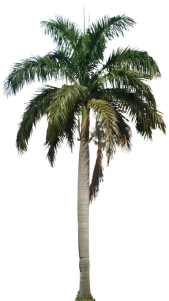 棕榈树 PNG透明背景免抠图元素 16图库网编号:93318