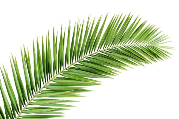 棕榈树 PNG透明背景免抠图元素 16图库网编号:93327
