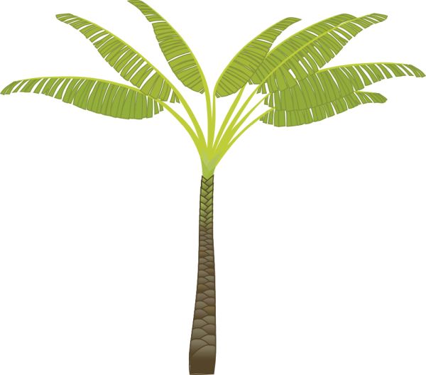 棕榈树 PNG免抠图透明素材 16设计网编号:93334