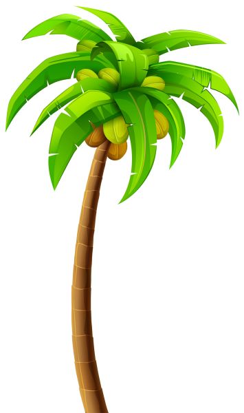 棕榈树 PNG免抠图透明素材 普贤居素材编号:93335
