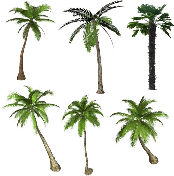 棕榈树 PNG透明背景免抠图元素 素材中国编号:93336