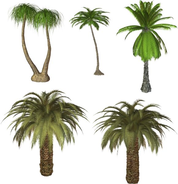 棕榈树 PNG透明背景免抠图元素 16图库网编号:93342