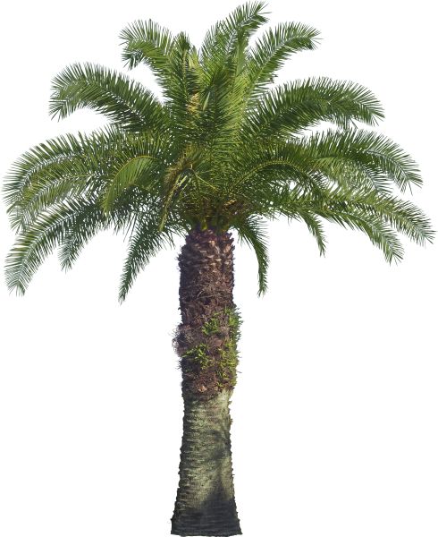 棕榈树 PNG免抠图透明素材 普贤居素材编号:93343
