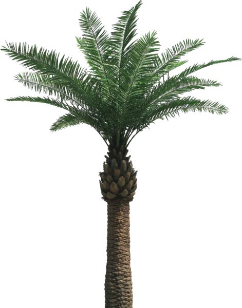 棕榈树 PNG透明背景免抠图元素 16图库网编号:93352