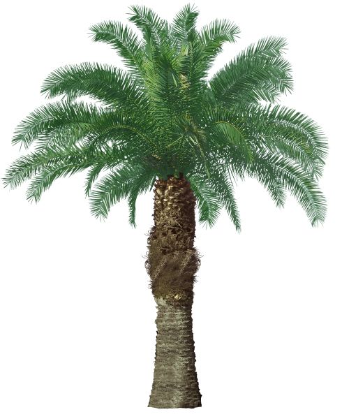 棕榈树 PNG透明背景免抠图元素 16图库网编号:93354