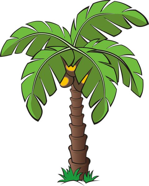 棕榈树 PNG免抠图透明素材 16设计网编号:93355
