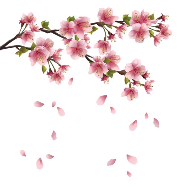 樱花 PNG透明背景免抠图元素 素材中国编号:49817