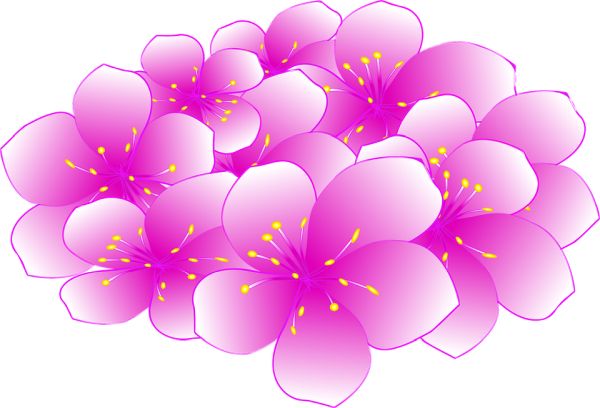樱花 PNG透明背景免抠图元素 素材
