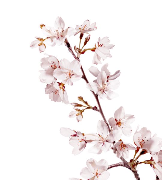 樱花 PNG免抠图透明素材 16设计网