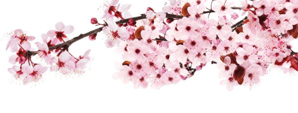 樱花 PNG透明背景免抠图元素 素材中国编号:49838