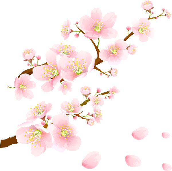樱花 PNG透明背景免抠图元素 素材中国编号:49842