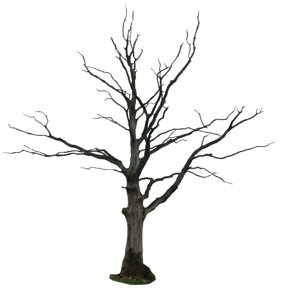 树 PNG透明背景免抠图元素 16图库网编号:92700