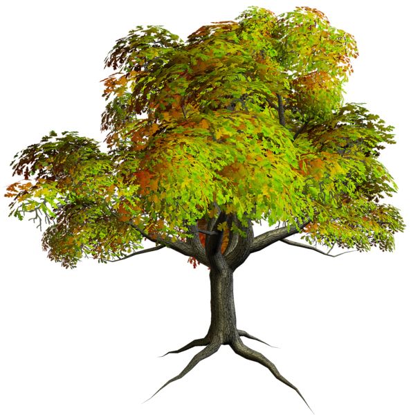 树 PNG免抠图透明素材 16设计网编号:92705