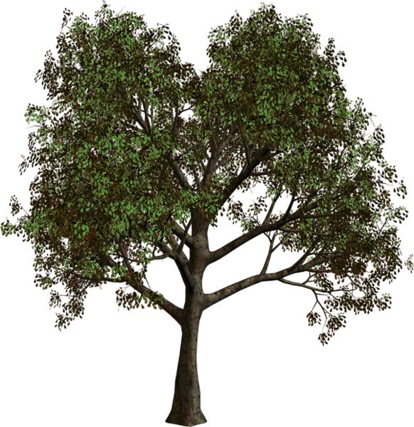树 PNG透明元素免抠图素材 16素材网编号:92717