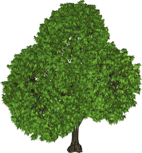 树 PNG透明背景免抠图元素 16图库网编号:92725