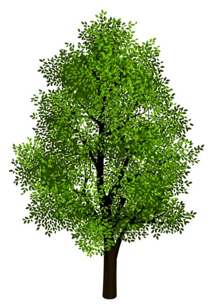 树 PNG透明背景免抠图元素 16图库网编号:92727