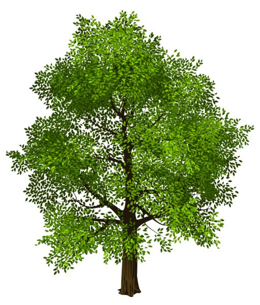 树 PNG透明背景免抠图元素 16图库网编号:92749