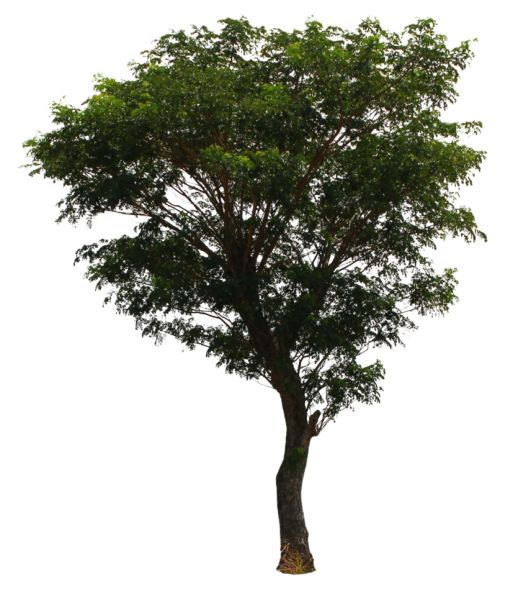 树 PNG透明背景免抠图元素 素材中国编号:92781