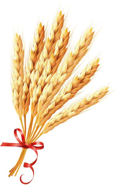 小麦 PNG免抠图透明素材 16设计网编号:36420