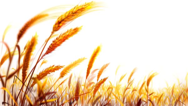 小麦 PNG透明背景免抠图元素 素材中国编号:36423