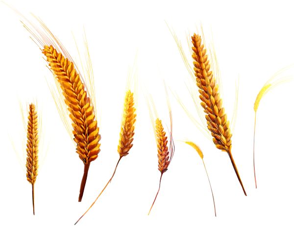 小麦 PNG免抠图透明素材 16设计网编号:36424