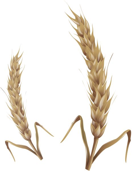 小麦 PNG免抠图透明素材 16设计网编号:36330