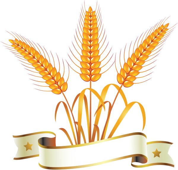 小麦 PNG免抠图透明素材 16设计网编号:36332