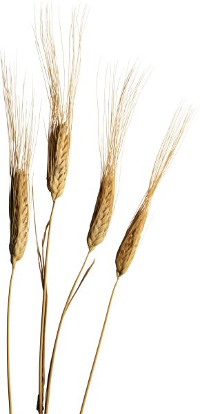 小麦 PNG透明背景免抠图元素 素材中国编号:36334