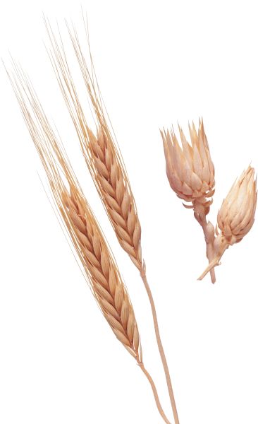 小麦 PNG免抠图透明素材 普贤居素材编号:36335