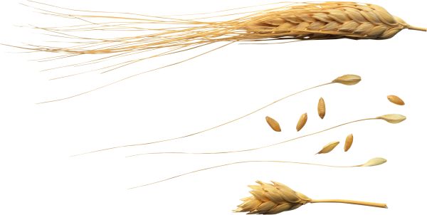 小麦 PNG透明背景免抠图元素 素材中国编号:36337